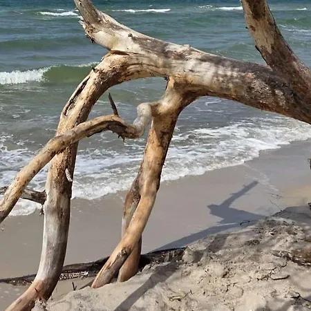 Daire Seestern 8 Treibholz *