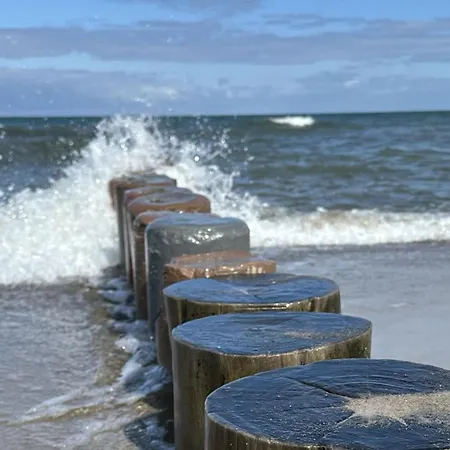 Seestern 8 Treibholz Graal-Mueritz