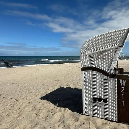 Seestern 8 Treibholz Graal-Mueritz