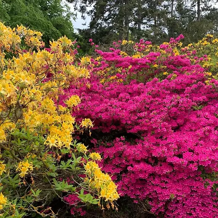 Seestern 8 Treibholz Graal-Mueritz