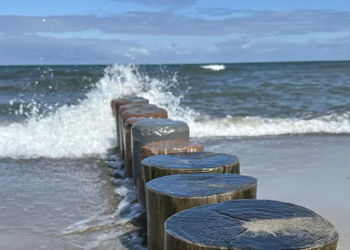 Seestern 8 Treibholz Graal-Mueritz