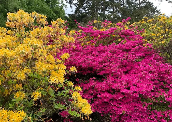 Seestern 8 Treibholz Graal-Mueritz